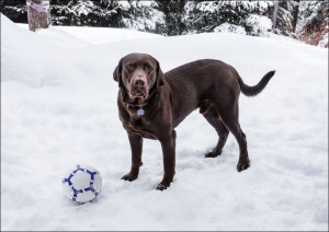 Puka the chocolate lab, in Aspen, Colorado., Carol Highsmith - plakat Wymiar do wyboru: 59,4x42 cm