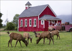 Roosevelt Deer roam in Orick, California., Carol Highsmith - plakat Wymiar do wyboru: 30x20 cm