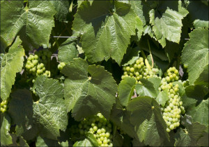 California Vineyards, Carol Highsmith - plakat Wymiar do wyboru: 100x70 cm