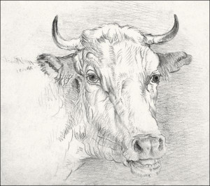 Head of a Cow, Samuel Colman - plakat Wymiar do wyboru: 40x40 cm