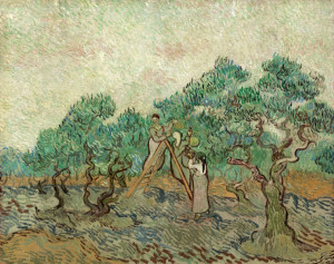 The Olive Orchard, Vincent van Gogh - plakat Wymiar do wyboru: 40x30 cm