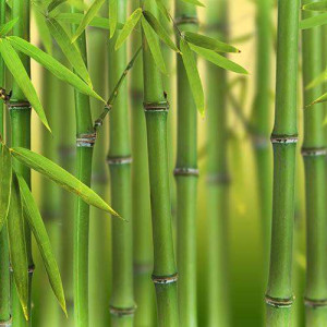 BAMBOO - Perfume 100ml