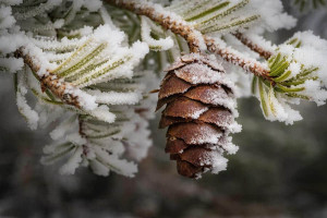 Frosted Pine - Home & Linen Spray 200ml