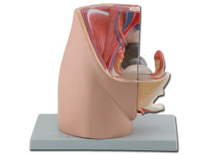 Gima Modellino Anatomico Genitale Femminili