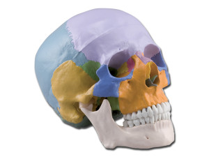 Gima modello di cranio umano in tre parti a grandezza naturale con ossa colorate in plastica