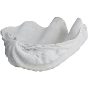 Shell Dekorasjon Small