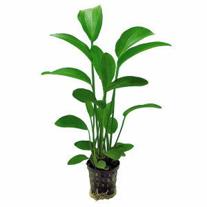 Echinodorus radicans Kruka