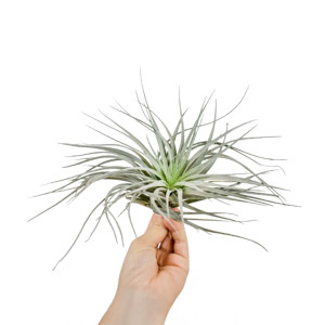 Tillandsia Silver - Medium