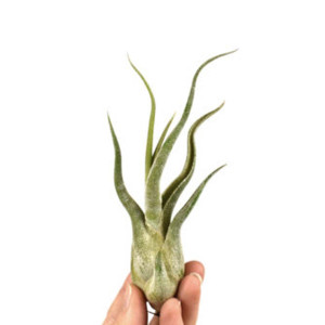 Tillandsia Caput Medusae - XL