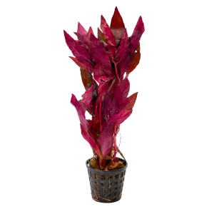 Alternanthera cardinalis Kruka