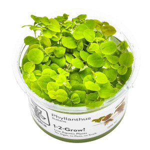 1-2-Grow - Phyllanthus fluitans - Flytväxt