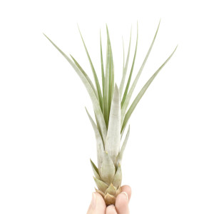 Tillandsia Fasciculata - Large