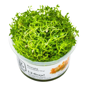 1-2-Grow - Rotala rotundifolia Hra´
