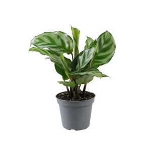Calathea roseopicta Freddy - Terrarieväxt