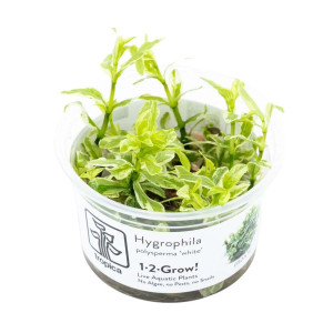 1-2-Grow - Hygrophila polysperma ´White´