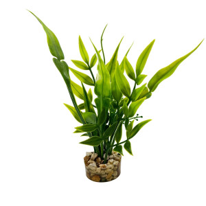 Plastväxt Anubias pearl - 20 cm