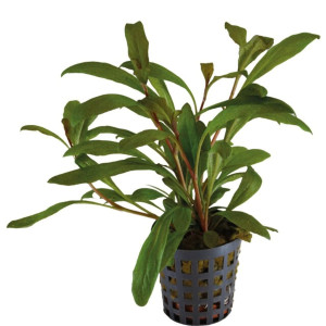 Lysimachia parvifolia kruka