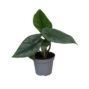 Alocasia scalprum - Terrarieväxt