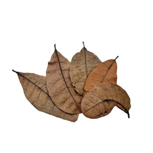 The Pet Factory Cashew Leaves - ca. 5 st