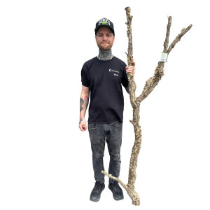 Korkgren - Ø2-6 cm - 150-200 cm