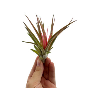 Tillandsia Abdita Red - Large