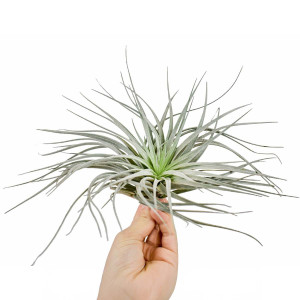 Tillandsia Silver - XL