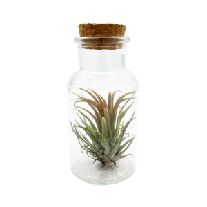 Tillandsia Mix i Glasflaska - 500 ml