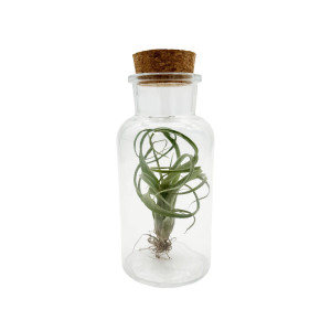 Tillandsia Mix i Glasflaska - 250 ml