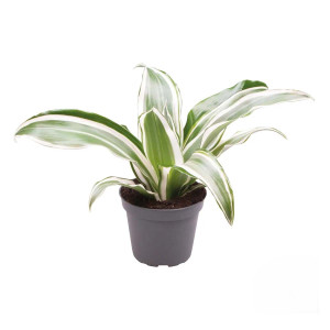 Dracaena ´White Jewel´ - Terrarieväxt