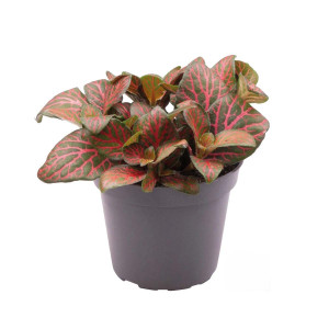 Fittonia ´Joly Josan´ - Terrarieväxt