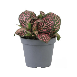 Fittonia ´Pink Specik´ - Terrarieväxt