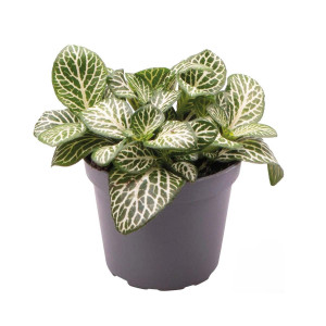 Fittonia verschaffeltii ´Mini White´ - Terrarieväxt