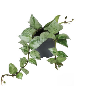 Hoya krohniana ´Eskimo´ - Terrarieväxt