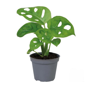 Monstera obliqua - Terrarieväxt