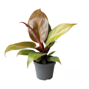 Philodendron ´Cherry Red´ - Terrarieväxt