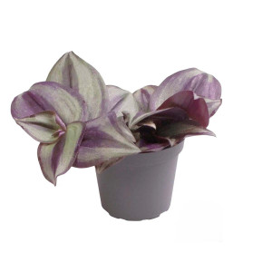 Tradescantia zebrina ´Zebrablad´ - Terrarieväxt