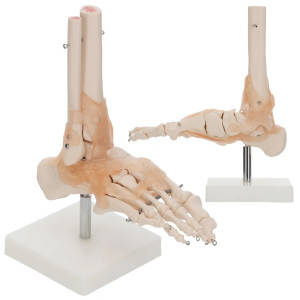 Anatomický model hlezenního kloubu s vazy v měřítku 1:1