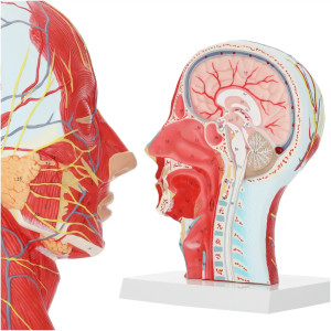Anatomický model lidské hlavy v měřítku 1:1