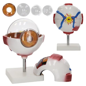Anatomisches Augenmodell, 3D