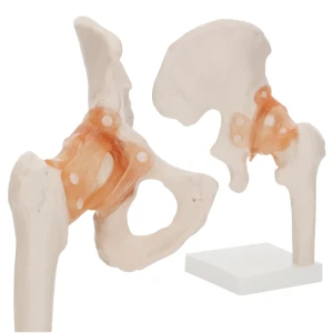 Anatomisches Modell des Hüftgelenks mit Bändern im Maßstab 1:1