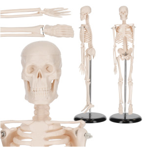 Emberi csontváz 45 cm-es anatómiai modell