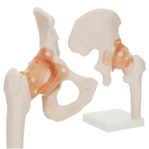 Model anatomiczny stawu biodrowego z więzadłami w skali 1:1