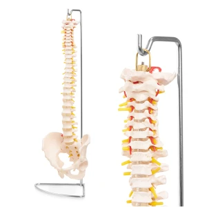 Coloană vertebrală umană cu pelvis - model anatomic