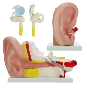 Ureche în secțiune transversală mărită - model anatomic