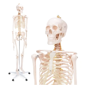 Schelet uman 180 cm - model anatomic