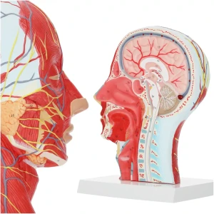 Cap uman în secțiune transversală la scara 1:1 - model anatomic