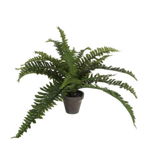 Boston Fern Green In Pot Stan Grey D11,5Cm - H35xd45cm, Air Purifying, Easy to Care For, Compact Design for Indoor Spaces