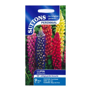 Sutton Seeds Lupin Russell Mix, Hardy Perennial, 90cm (3') Height, May-July Blooming Flowers