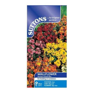 Sutton Seeds Wallflower Persian Carpet Mix, Fragrant Spring Bedding, 38cm Height, Cream/Apricot/Orange/Rose/Purple/Gold Flowers