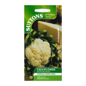 Sutton Seeds Cauliflower All The Year Round, Superb Tasting, Long Sowing/Harvesting Period, 20-26 Weeks Maturity